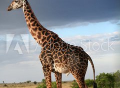 Fototapeta pltno 330 x 244, 68090658 - Girafe mle qui parade