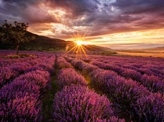 Fototapeta vliesov 270 x 200, 68209726 - Stunning landscape with lavender field at sunrise - Ohromujc krajina s levandulem pole pi vchodu slunce