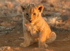 Samolepka flie 100 x 73, 682146 - lion cub
