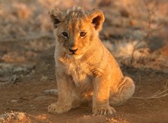 Samolepka flie 100 x 73, 682146 - lion cub - lve