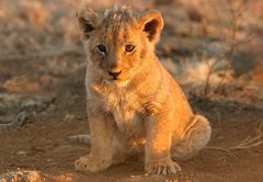 Fototapeta145 x 100  lion cub, 145 x 100 cm