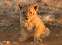 Fototapeta160 x 116  lion cub, 160 x 116 cm