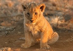 Fototapeta184 x 128  lion cub, 184 x 128 cm