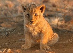 Samolepka flie 200 x 144, 682146 - lion cub