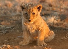 Fototapeta papr 254 x 184, 682146 - lion cub