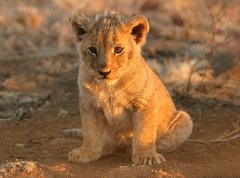 Samolepka flie 270 x 200, 682146 - lion cub
