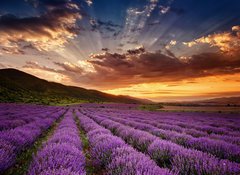 Fototapeta vliesov 100 x 73, 68260251 - Stunning landscape with lavender field at sunrise - Ohromujc krajina s levandulem pole pi vchodu slunce