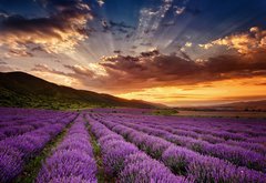 Fototapeta pltno 174 x 120, 68260251 - Stunning landscape with lavender field at sunrise