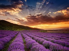 Fototapeta vliesov 270 x 200, 68260251 - Stunning landscape with lavender field at sunrise - Ohromujc krajina s levandulem pole pi vchodu slunce