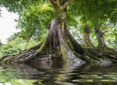 Samolepka flie 100 x 73, 68377557 - big old tree and a river - velk star strom a eka