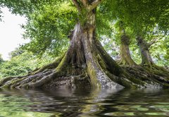 Samolepka flie 145 x 100  big old tree and a river, 145 x 100 cm
