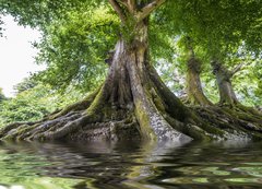 Samolepka flie 200 x 144  big old tree and a river, 200 x 144 cm