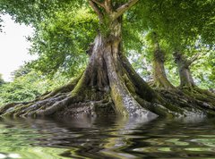 Fototapeta vliesov 270 x 200, 68377557 - big old tree and a river - velk star strom a eka