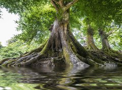 Fototapeta330 x 244  big old tree and a river, 330 x 244 cm
