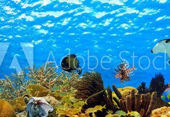 Samolepka flie 145 x 100, 68530036 - underwater panorama of a tropical reef in the caribbean - podvodn panorama tropickho tesu v Karibiku