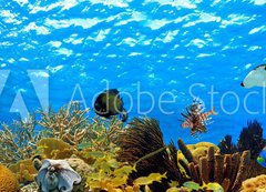 Fototapeta vliesov 200 x 144, 68530036 - underwater panorama of a tropical reef in the caribbean