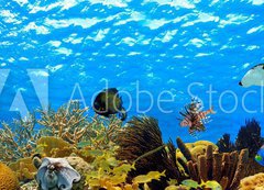 Samolepka flie 200 x 144, 68530036 - underwater panorama of a tropical reef in the caribbean - podvodn panorama tropickho tesu v Karibiku