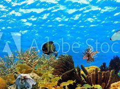 Samolepka flie 270 x 200, 68530036 - underwater panorama of a tropical reef in the caribbean - podvodn panorama tropickho tesu v Karibiku