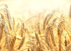 Fototapeta pltno 240 x 174, 68789601 - zbo  e - zbo e