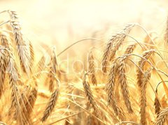 Samolepka flie 270 x 200  zbo e, 270 x 200 cm