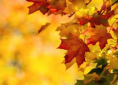 Fototapeta pltno 160 x 116, 68808706 - Colorful autumn maple leaves on a tree branch