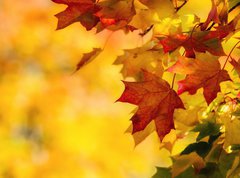 Fototapeta pltno 330 x 244, 68808706 - Colorful autumn maple leaves on a tree branch