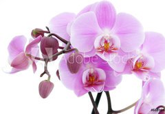 Fototapeta184 x 128  Violet orchid, 184 x 128 cm
