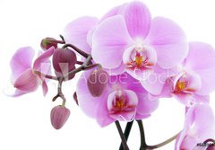 Fototapeta papr 184 x 128, 6889647 - Violet orchid - Fialov orchidej
