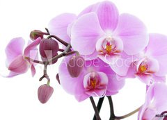 Samolepka flie 200 x 144, 6889647 - Violet orchid