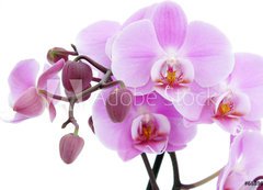 Samolepka flie 200 x 144, 6889647 - Violet orchid - Fialov orchidej