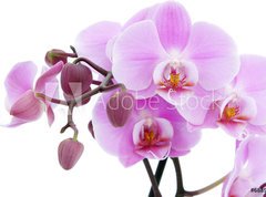 Samolepka flie 270 x 200, 6889647 - Violet orchid