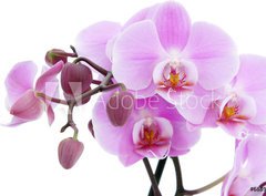 Fototapeta360 x 266  Violet orchid, 360 x 266 cm
