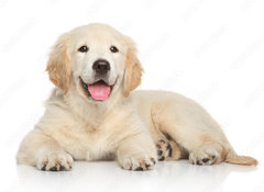 Samolepka flie 100 x 73, 69054182 - Golden Retriever puppy on white background - Zlat retrvr tn na blm pozad