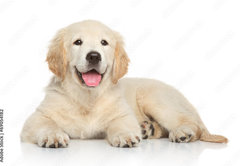 Fototapeta pltno 174 x 120, 69054182 - Golden Retriever puppy on white background