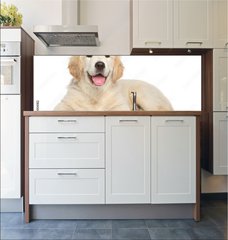 Fototapeta do kuchyn flie 180 x 60, 69054182 - Golden Retriever puppy on white background