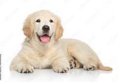 Fototapeta papr 184 x 128, 69054182 - Golden Retriever puppy on white background