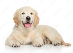 Samolepka flie 200 x 144, 69054182 - Golden Retriever puppy on white background