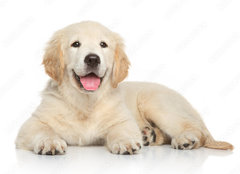 Fototapeta papr 254 x 184, 69054182 - Golden Retriever puppy on white background