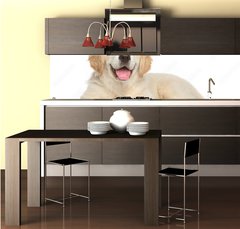 Fototapeta do kuchyně fólie 260 x 60, 69054182 - Golden Retriever puppy on white background - Zlatý retrívr štěně na bílém pozadí