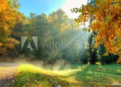 Fototapeta160 x 116  Beautiful autumn tree with fallen dry leaves, 160 x 116 cm