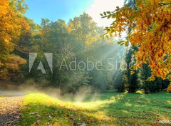 Fototapeta330 x 244  Beautiful autumn tree with fallen dry leaves, 330 x 244 cm