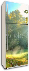 Samolepka na lednici flie 80 x 200  Beautiful autumn tree with fallen dry leaves, 80 x 200 cm