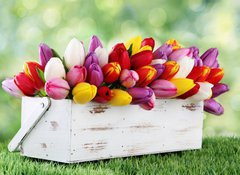 Samolepka flie 100 x 73, 69344998 - tulips
