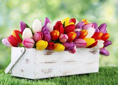 Samolepka flie 200 x 144, 69344998 - tulips - tulipny