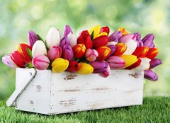 Fototapeta pltno 240 x 174, 69344998 - tulips