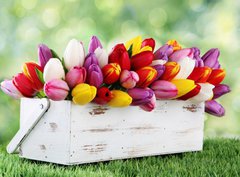 Fototapeta pltno 330 x 244, 69344998 - tulips