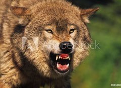 Samolepka flie 100 x 73, 69348071 - Snarling Wolf - Chvn vlka