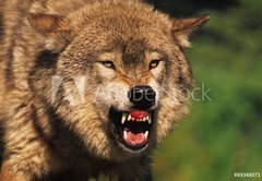 Samolepka flie 145 x 100, 69348071 - Snarling Wolf