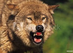 Fototapeta papr 160 x 116, 69348071 - Snarling Wolf