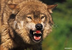Fototapeta papr 184 x 128, 69348071 - Snarling Wolf